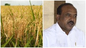 നെല്ല് സംഭരണ പ്രതിസന്ധി; ഒടുവിൽ മന്ത്രിയുടെ ഇടപെടൽ.. സംഭരണം ചൊവ്വാഴ്ച മുതൽ