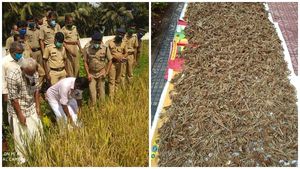  പാലക്കാട് ജില്ലാ ജയിലില്‍ കൊയ്ത്തുത്സവം : തടവുകാര്‍ കൊയ്തത് നൂറുമേനി നെല്ലും റാഗിയും