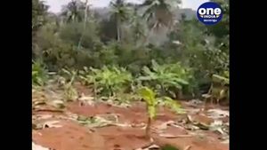 തൃശൂരിലെ വെള്ളിക്കുളങ്ങരയില്‍ ഒറ്റരാത്രി കൊണ്ട് കാട്ടാനകള്‍ നശിപ്പിച്ചത് 1000 വാഴകള്‍