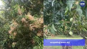 കേരളത്തിന്റെ മാംഗോ സിറ്റി;മുതലമടയിൽ മാങ്ങ വിളവെടുപ്പ് തുടങ്ങി.. പ്രതീക്ഷയോടെ കർഷകർ