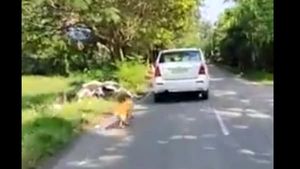   നായയെ കഴുത്തിൽ കുരുക്കിട്ട് കെട്ടിവലിച്ച സംഭവം: പ്രതി ഒളിവിലെന്ന് പോലീസ്, തിരച്ചിലിൽ ലഭിച്ചത് കാർ മാത്രം!! പ
