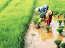കര്‍ഷകര്‍ക്ക് ആശ്വസിക്കാം; തൃശൂര്‍ - പൊന്നാനി കോള്‍ വികസനത്തിന് പത്തരമാറ്റിന്റെ പദ്ധതി