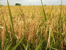 ഒന്നാംഘട്ട നെല്ല് സംഭരണം: തൃശൂരിൽ സപ്ലൈകോ സംഭരിച്ചത് 8.33 കോടി രൂപ മൂല്യമുള്ള നെല്ല്