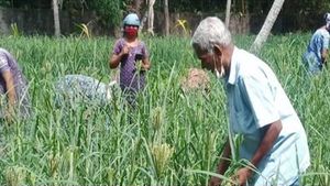 പഞ്ചാര മണലില്‍ ഇനി ചെറുപയറും റാഗിയും വിളയും; വിജയഗാഥ രചിക്കാനൊരുങ്ങി ചേര്‍ത്തല തെക്ക് ഗ്രാമ പഞ്ചായത്ത്