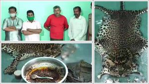 കെണിയൊരുക്കിയത് ഇരുമ്പ് കേബിളിൽ; 40 കിലോ തൂക്കമുള്ള 6 വയസുള്ള പുള്ളിപ്പുലി, എല്ലാം കൃത്യമായ പ്ലാനിംഗിൽ