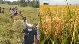 തരിശുഭൂമിയിൽ വിളഞ്ഞ 'തൈക്കാട്ടുശ്ശേരി മട്ട';പുതിയ ബ്രാന്‍ഡിന്റെ പ്രകാശനം നിർവഹിച്ച് മന്ത്രി