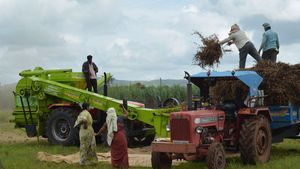 കൃഷി സമൃദ്ധി പദ്ധതി വിജയകരമായി മുന്നോട്ട്; ഒല്ലൂര്‍ കാര്‍ഷികസമൃദ്ധിയിലേക്ക് തിരിച്ചെത്തുന്നു