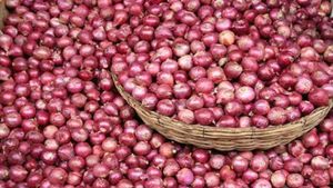 നെല്ലിനും പച്ചക്കറിക്കും പിന്നാലെ ഉള്ളി കൃഷി; പുതിയ പരീക്ഷണത്തിനൊരുങ്ങി മുഹമ്മ ഗ്രാമപഞ്ചായത്ത്