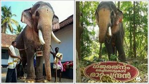 ഉത്സവ എഴുന്നള്ളിപ്പുകളില്‍ തെച്ചിക്കോട്ടുകാവ് രാമചന്ദ്രന്‍ വീണ്ടും എത്തുമോ, പങ്കെടുപ്പിക്കാന്‍ നീക്കം
