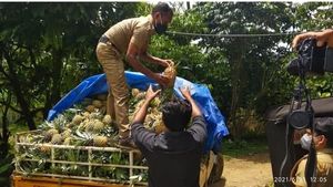 ആദിവാസി ഊരുകളില്‍ പൈനാപ്പിളുകള്‍ വിതരണം ചെയ്ത് ജനമൈത്രി എക്സൈസ്