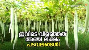 പുല്ലമ്പാറ ഗ്രാമത്തിന് ഇത് ആഹ്ളാദ നിമിഷം, ഇവിടെ വിളഞ്ഞത് അഞ്ച് ലക്ഷം പടവലങ്ങകൾ!