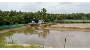 കൊവിഡ് പ്രതിസന്ധി വരിഞ്ഞുമുറുക്കുന്നു: നഷ്ടക്കയത്തിൽ ചെമ്മീൻ കർഷകർ