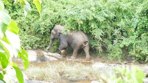 ആക്രമിച്ച ആനയെ കർണാടക വനത്തിലേക്ക് ഓടിച്ചു: മരിച്ചയാളുടെ കുടുംബത്തിന് സർക്കാർ നഷ്ടപരിഹാരം നൽകണമെന്ന്