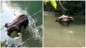  ഗര്‍ഭിണിയായ ആന ചരിഞ്ഞ സംഭവം: ഒരു വര്‍ഷത്തിന് ശേഷം പ്രതികളില്‍ ഒരാള്‍ കീഴടങ്ങി