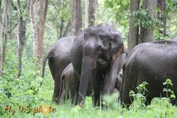 കാട്ടാനകളെ തുരത്താന്‍ ഇതാണൊരു വഴി;  സോളാര്‍ വൈദ്യുതി വേലിയുമായി മലയോര കര്‍ഷകര്‍