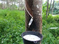 തുലാം മഴയും തകർത്തു ചെയ്യുന്നു. കാലവർഷത്തിൽ കണ്ണീര് കുടിച്ച് റബ്ബർ കർഷകർ 