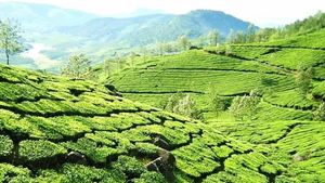 ഇടുക്കിയിൽ കാപ്പി കര്‍ഷകര്‍ ദുരിതത്തിൽ; വിളവെടുപ്പ് സീസണിൽ പെരുമഴ