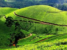 തേടിയ ആളെ ഇവർക്ക് കിട്ടി; ഗ്വാട്ടിമാല ഏലത്തിനെ നാട്ടിലെത്തിച്ച് ഇടുക്കിക്കാർ...