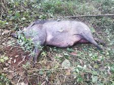 കാട്ടുപന്നി ബൈക്കിന് കുറുകെ ചാടി യാത്രക്കാരായ രണ്ടു യുവാക്കള്‍ക്ക് പരുക്കേറ്റു 