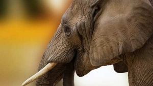 അതിരപ്പിള്ളിയില്‍ അഞ്ച് വയസ്സുകാരിയെ കാട്ടാന ചവിട്ടിക്കൊന്നു, അച്ഛനും ബന്ധുവിനും പരിക്ക്