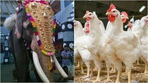 കോഴിയെ ഭയന്ന് ആന, വിചിത്രമായി പഴയന്നൂർ ഭഗവതി ക്ഷേത്രത്തിലെ ശീവേലി 
