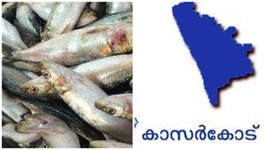 തമിഴ്നാട് നിന്നും കേരളത്തിലേക്ക് മീൻ എത്തി; 8  പെട്ടിയിൽ അഴുകിയത്; പിടികൂടി ഉദ്യോഗസ്ഥർ