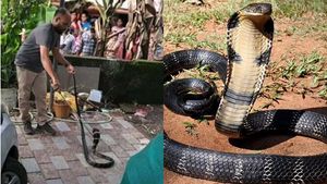 അവിശ്വസനീയം, ഞെട്ടല്‍: ഒരുമാസം മുമ്പ് നിലമ്പൂരില്‍ നിന്ന് കാറില്‍ കയറി രാജവെമ്പാല, ഒടുവില്‍ പിടിയില്‍