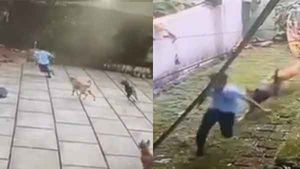 Viral Video: കടിക്കാനായി ഓടിയടുത്ത് തെരുവ് നായകള്‍, പിടികൊടുക്കാതെ ഓടി നാലാം ക്ലാസുകാരന്‍; വൈറല്‍ വീഡിയോ