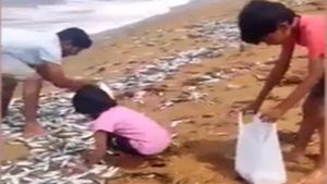 വാടാനപ്പള്ളി കടപ്പുറത്ത് ചാളച്ചാകര; തീരത്തേക്ക് ഒഴുകി നാട്ടുകാര്‍, ആവേശം