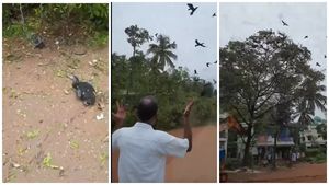  'കാര്‍ഡ് ബോര്‍ഡ് ബോക്‌സുകളിലാക്കിയാണ് രാത്രി അവയെ കൊണ്ടുപോയത്'; വേദനയോടെ നാട്ടുകാര്‍