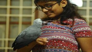 വീട്ടില്‍ നിന്നും പറന്നുപോയ ആഫ്രിക്കന്‍ തത്തയെ ഒടുവില്‍ തിരിച്ചുകിട്ടി