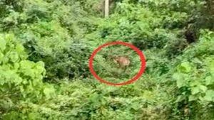 ഇരിട്ടിയില്‍ ഭീതി വിതയ്ക്കുന്ന കടുവയെ ആറളം ഫാമില്‍ കണ്ടെത്തി