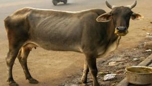 പശുവിനു പറ‍ഞ്ഞത്രയും പാലില്ല; നഷ്ടപരിഹാരം നൽകാൻ ഉത്തരവ്