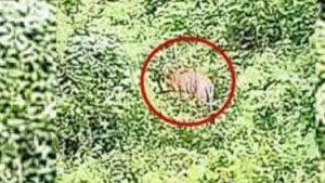 ആറളം ഫാമില്‍ നിന്നും വിട്ടുപോകാതെ കടുവ; വനംവകുപ്പ് തെരച്ചില്‍ പുനരാരംഭിച്ചു