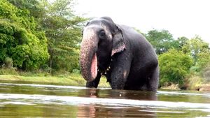 ബത്തേരിയില്‍ ഇറങ്ങിയ കാട്ടാനയെ മയക്കുവെടി വെച്ച് പിടിക്കാനായില്ല; പ്രശ്‌നം ഇങ്ങനെ