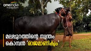  10 ലക്ഷം പറഞ്ഞിട്ടും കൊടുത്തില്ല; 'രാജമാണിക്യം' മലപ്പുറത്തെ സ്റ്റാറാണ്, പിറന്നാള്‍ ആഘോഷിച്ച് നാട്