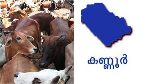  പയ്യന്നൂരില്‍ ഭക്ഷ്യവിഷബാധ, രണ്ടു പശുക്കള്‍ ചത്തു, പത്തോളം പശുക്കള്‍ക്ക് ഭക്ഷ്യ വിഷബാധ