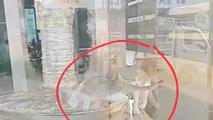 ഷവര്‍മ്മ സ്റ്റാന്‍ഡില്‍ പൂച്ച കയറിയ സംഭവം; പയ്യന്നുരിലെ വിവാദ ഹോട്ടല്‍ അടപ്പിച്ചു