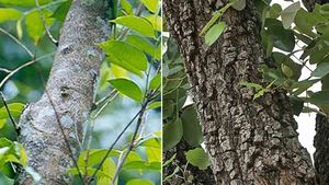 കള്ളന്‍മാരെക്കൊണ്ട് പൊറുതിമുട്ടി; രാജ്യത്തെ ഏറ്റവും വലിയ ചന്ദനമരം മുറിച്ചുമാറ്റി