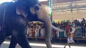 ഗുരുവായൂർ ആനയോട്ടം: കൊമ്പുകുലുക്കി ജേതാവായി ഗോകുൽ