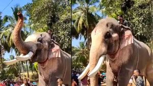  ആനപ്രേമികള്‍ക്ക് സന്തോഷിക്കാം; തെച്ചിക്കോട്ടുകാവ് രാമചന്ദ്രന്‍ തൃശൂര്‍ പൂരത്തിനെത്തും