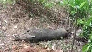 കാട്ടുപന്നിയുടെ ആക്രമണം: പരിക്കറ്റ കര്‍ഷകനെ കോഴിക്കോട് മെഡിക്കല്‍ കോളേജിലേക്ക് മാറ്റി