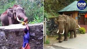  മൂന്നാറിനെ വിറപ്പിച്ച് വീണ്ടും 'പടയപ്പ'; പലചരക്ക് കടയ്ക്ക് നേരെ ആക്രമണം, 19ാം തവണയെന്ന് ഉടമ