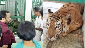 പുത്തൂര്‍ പാര്‍ക്കിലേക്ക് രണ്ടാമത്തെ അതിഥിയായി ദുര്‍ഗയെത്തി; വൈഗയ്ക്ക് പുതിയ കൂട്ട്
