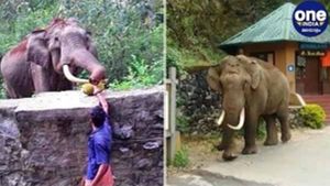 പിടി 7നെ പിടിച്ചതിൽ വനംവകുപ്പിന് വീഴ്ച പറ്റി; ഹൈക്കോടതിയിൽ റിപ്പോർട്ട് നൽകി വിദഗ്ദ സമിതി
