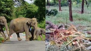  ആറളം ഫാമില്‍ വീണ്ടും കാട്ടാനക്കൂട്ടമിറങ്ങി; വ്യാപക കൃഷിനാശം,പൊറുതിമുട്ടി കര്‍ഷകര്‍ 