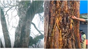 അരയാല്‍ മരത്തിന് പുതുജീവനേകാന്‍ പ്രകൃതി സ്‌നേഹികള്‍; വൃക്ഷായുർവേദ  ചികിത്സയ്ക്ക് തുടക്കം
