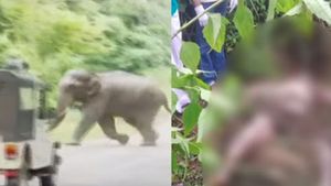 കണ്ണൂരില്‍ ആനക്കലി ഒരു ജീവന്‍ കൂടിയെടുത്തു; മലയോര മേഖലയില്‍ ഭീതി പടരുന്നു