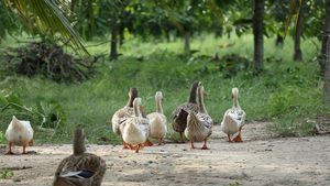 പക്ഷിപ്പനി നിയന്ത്രിക്കാൻ മുന്നൊരുക്കവുമായി ആലപ്പുഴ, നിർദേശങ്ങളിറക്കി മൃഗസംരക്ഷണ വകുപ്പ് 