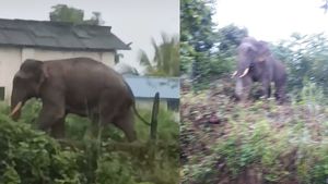 കണ്ണൂരിനെ വിറപ്പിച്ച് വീണ്ടും കാട്ടാന, രക്ഷപ്പെടുന്നതിനിടെ മൂന്ന് പേര്‍ക്ക് പരുക്കേറ്റു